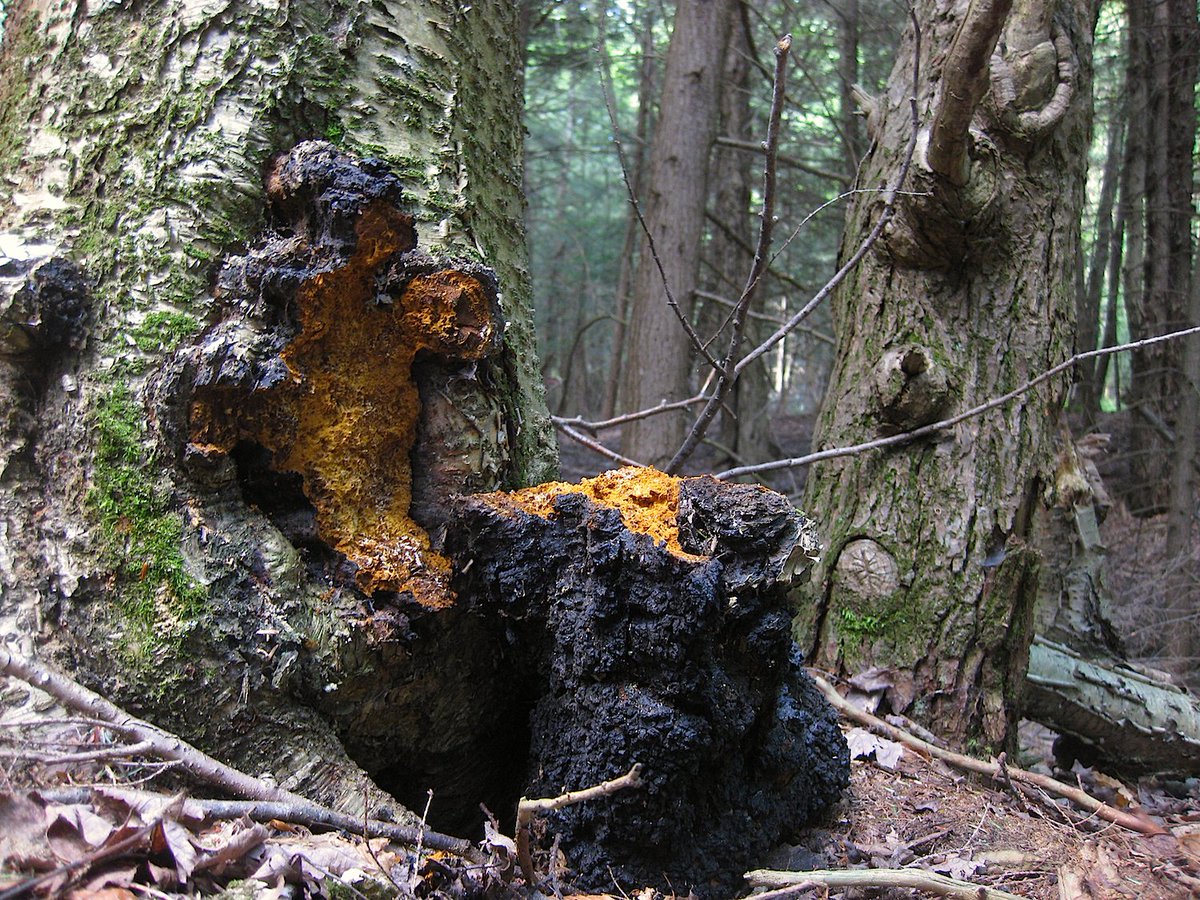 Mike_Vossen's tweet photo. Chaga Mushroom "Inonotus obliquus" King of the #medicinalmushrooms @IslandMushrooms @VanIsleVacation #fungi #mycology #mushrooms #tincture #medicinalmushrooms #longevity #immunity #reishi #chaga #turkeytail #lionsmanemushooms #cancer #yqq #weareyqq #LabourDayWeekend #longweekend https://t.co/vbqx79p1eW