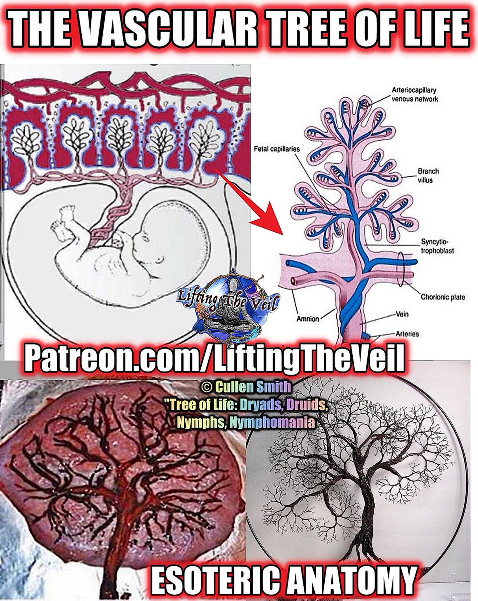 ⱡi In ђs V Il Excerpt From The Tree Of Life Dryads Druids Nymphs Nymphomania C Cullen Smith 18 Full Presentation Here T Co Ebbks1dhzv The Microclimate Trees Create Provides Nutritents And Vast