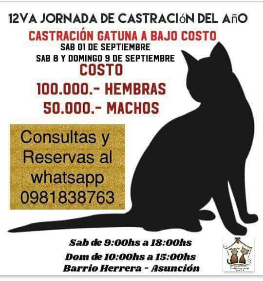 RT Mañana primera fecha de jornada de castración a bajo costo de gatos del mes de septiembre de 9hs a 18hs. Consultas y envio de gps al whatsapp 0981838763 @PakoAlajaPy @HugoRamirezANR @Srta_Gato @MarisLlorens @EstebanSanta @DoctorMime @hector_rubin