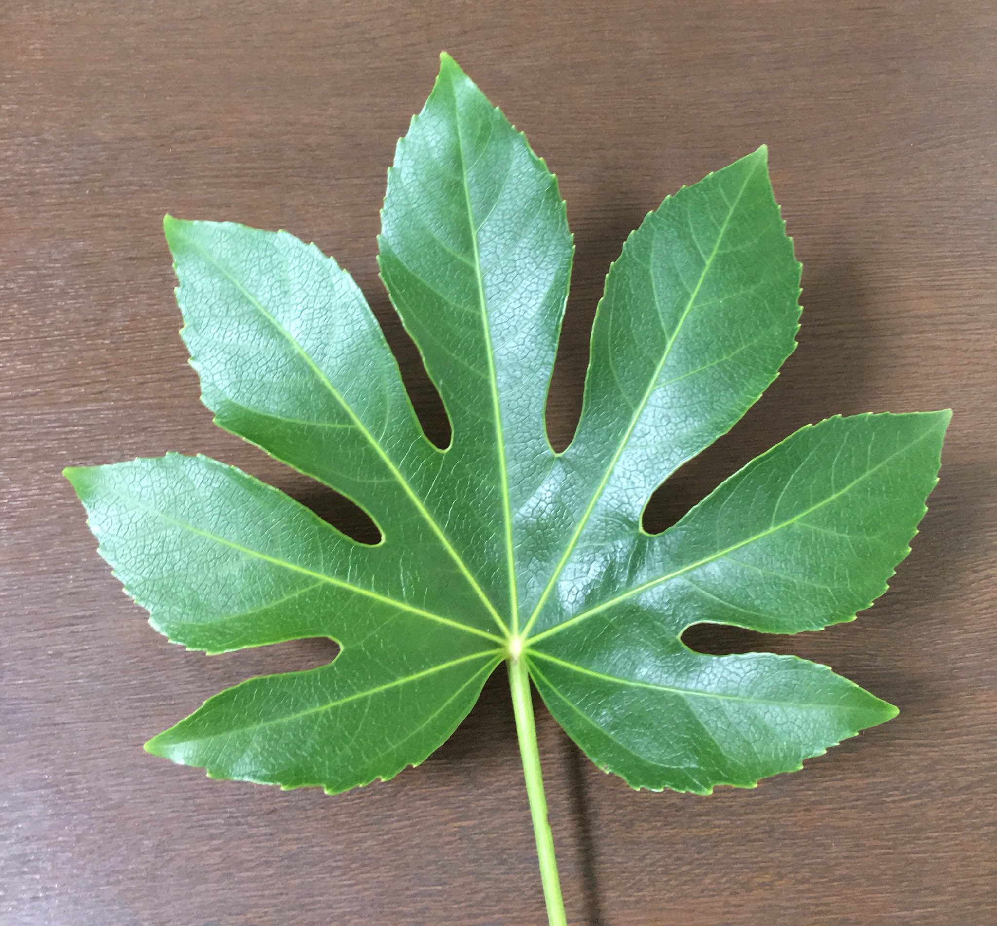 Twitter 上的 Inori ヤツデの葉で八尾の狐をつくりました ヤツデは縁起がいいとか魔除けになるといわれ昔から庭に植えられてきた植物です 八尾の狐は徳川家光の夢に現れ病気の治ることを告げたそうで 絵が残っています 作っている動画は次に投稿します