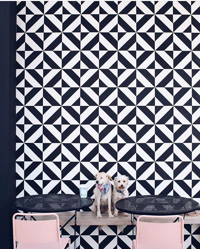 TileTuesday's tweet photo. @chelseatheterrier — you made our day! 💕 All our favorite things in one photo: #scruffypups + #tile + #pattern + good #colorpalette 💕 #tiledog #tilelove #tiledesign #tileaddiction #tiletuesday #gooddog #dogstagram https://t.co/MlI95WzoNq https://t.co/LITwQSjHZb