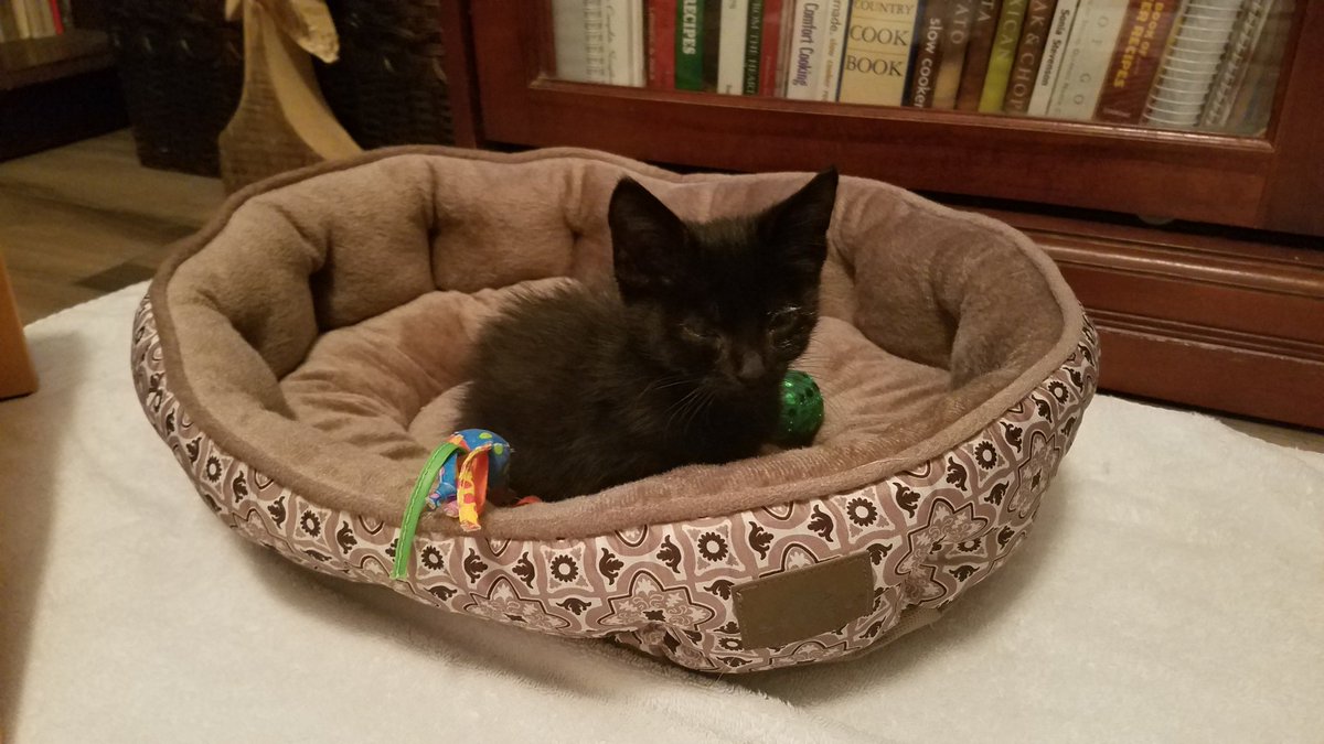 NCDoggyMommy's tweet photo. Hi Twitter. Meet my newest foster kitten Sweet William. He is 4 weeks old and weighs 1.46 lb. #adoptdontshop #ncruff #fosterkittens https://t.co/kpi59NRDYW