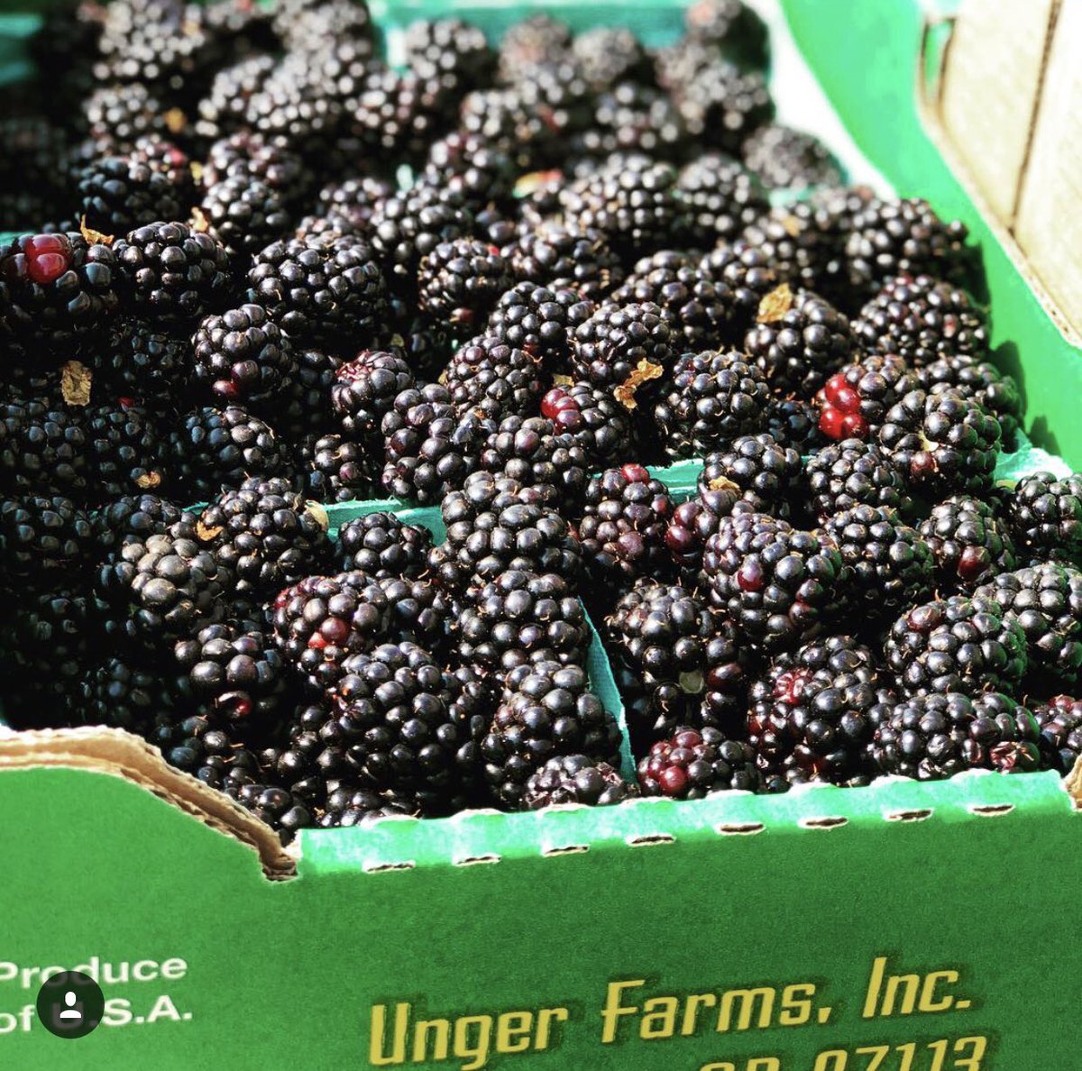 treatvancouver's tweet photo. took a beautiful drive out to @ungerfarms to pick up these triple crown blackberries // 👀 for them in ✋🏻🥧 & brambleberry crisp 🍦 this week
#howwesummer #vancouvermade https://t.co/bhGhfwYRl5