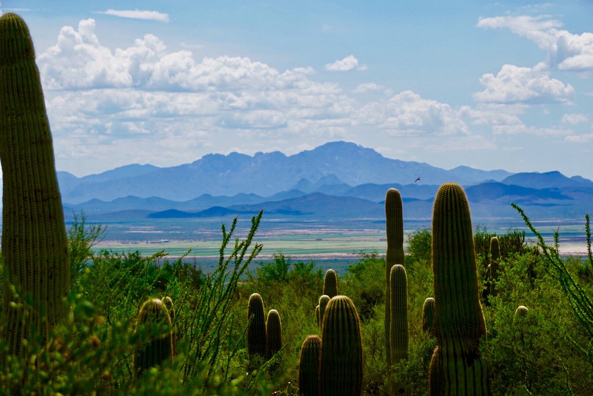 IsonJenniferL's tweet photo. Another beautiful day in Arizona! Tomorrow my #BeeCourse adventure begins! https://t.co/tlWCOk5Rj9