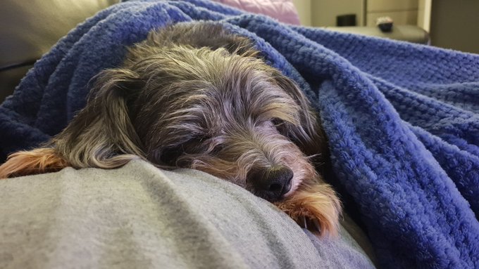 At least my pup is being a sook with me 😍 https://t.co/nOnVM6Sq57