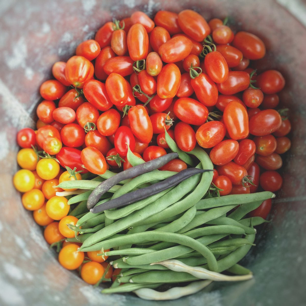 MomGoneCountry's tweet photo. Harvest this evening from our #frontyardgarden 😊 YUM
#citymomgonecountry
.
.
.
#growfoodnotlawns #garden #growyourown #growfresh #eatclean #gardening https://t.co/viGzvxQXAL