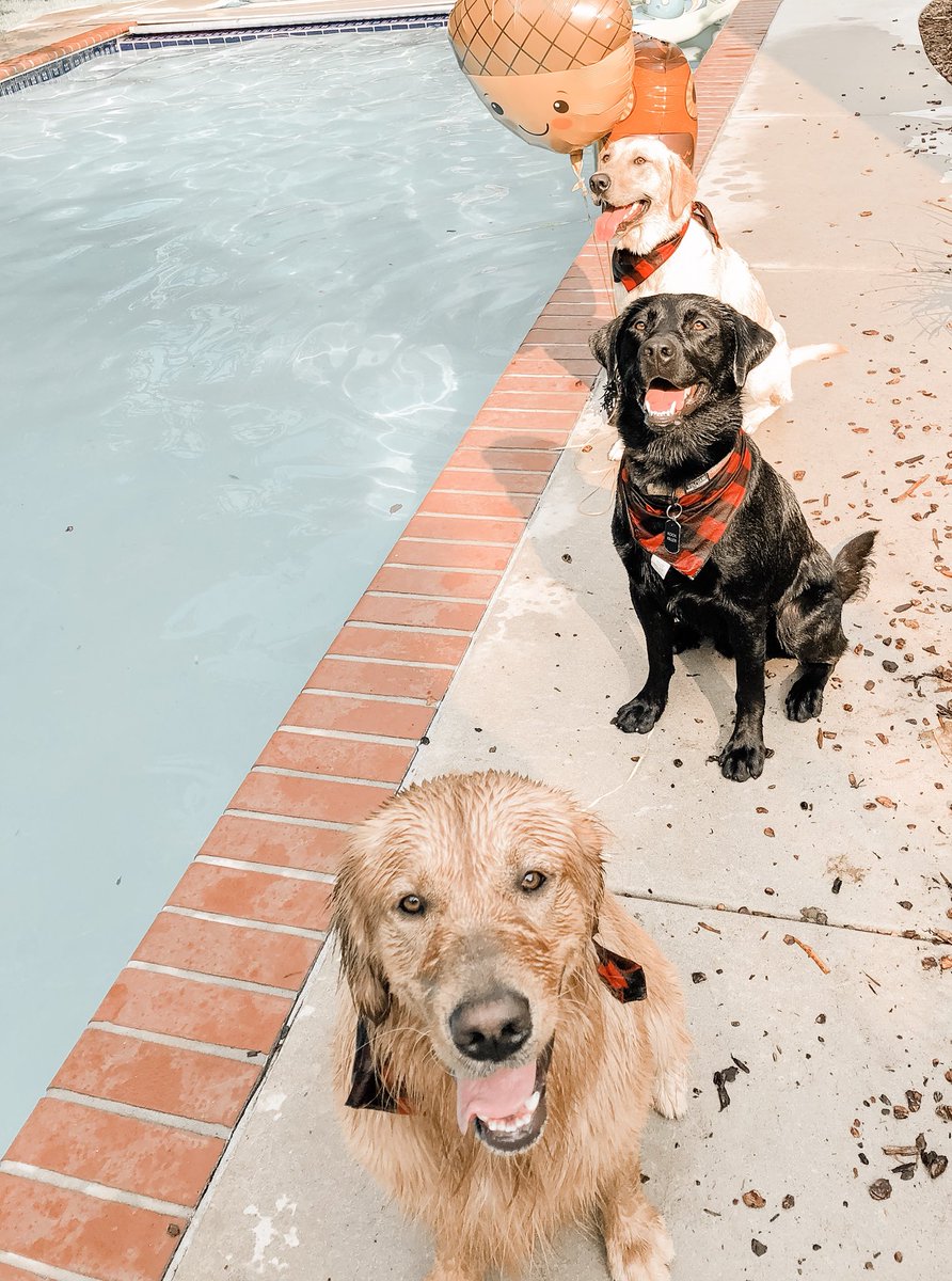 shelbyveggie's tweet image. Yooooo Finley’s first birthday was POPPIN #basicAF