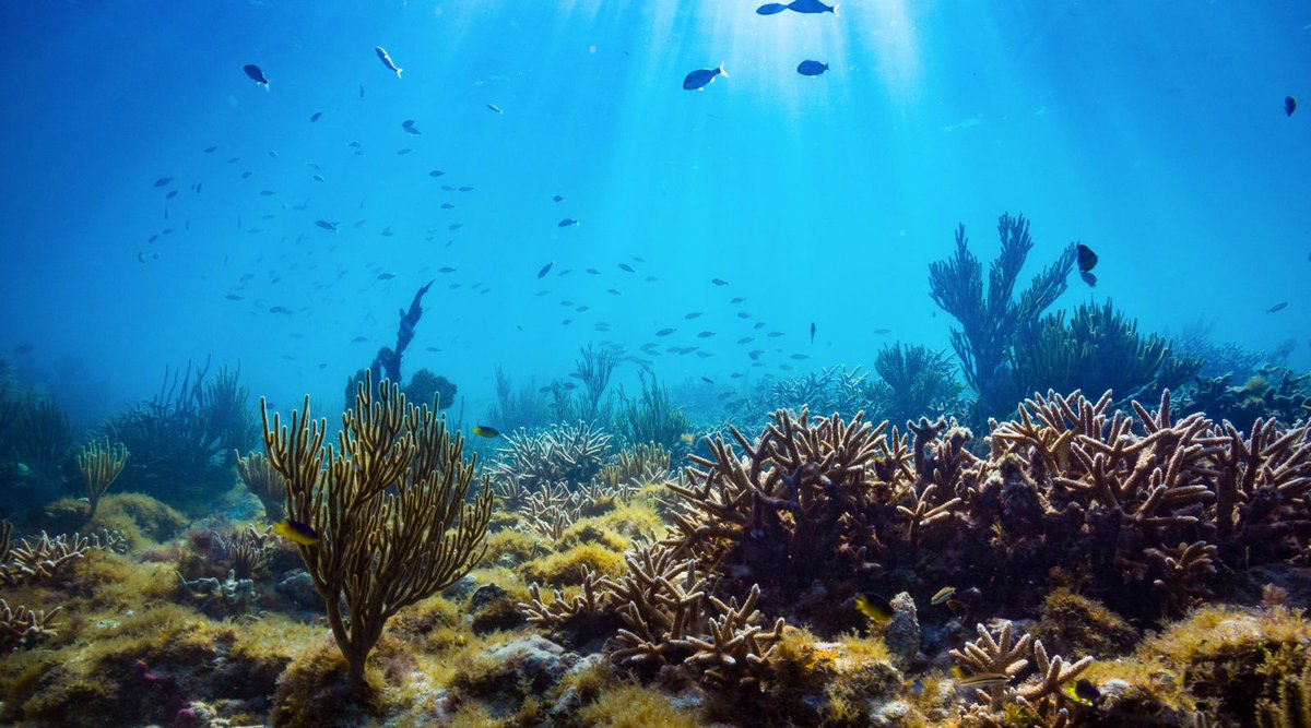 MissionBlue's tweet image. Our global waste problem must be solved in order to save corals. buff.ly/2KUuaQD #NoBlueNoGreen 

via @OurOcean