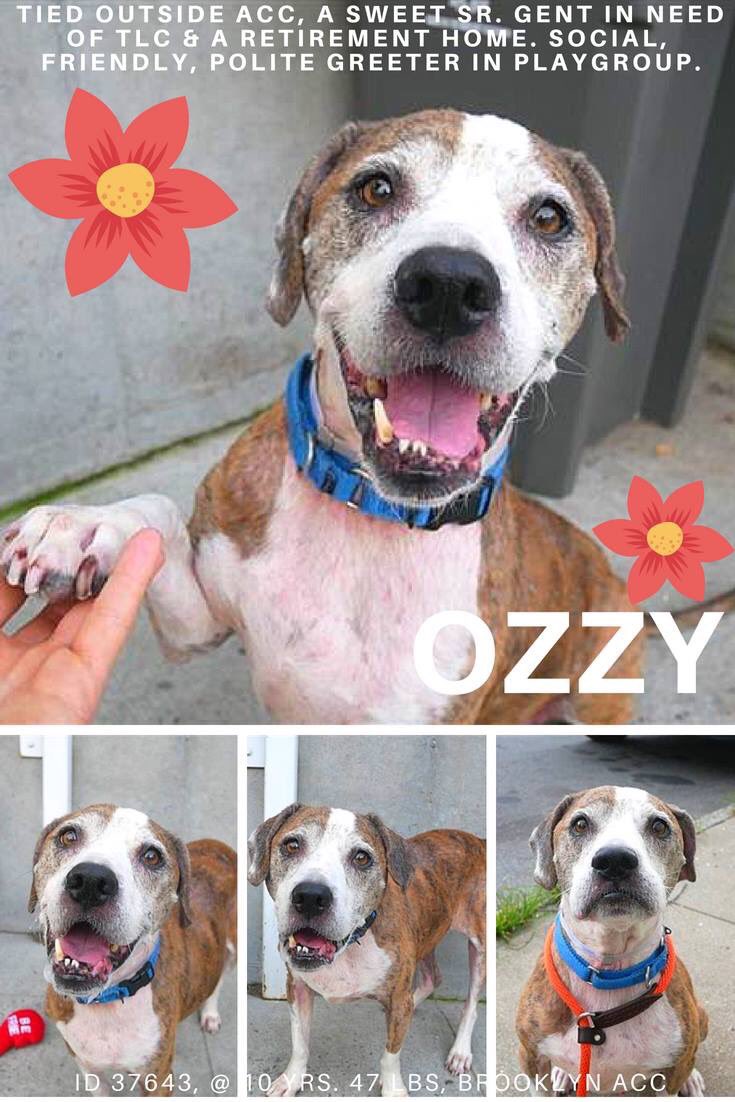 nasrene41's tweet photo. SENIOR #OZZY A #STRAY, GENTLE SWEETIE CONDEMNED FOR A TREATABLE SKIN CONDITION! NEEDS A GOOD HOME!
#RESCUEDOGS  #FOREVERHOME  #FOSTER #ADOPT  #CompanionAnimalProtectionAct #SENIORDOGSROCK #GetYourRescueOn  #NYCHumaneMovement #EndBSL #SaveOZZY
https://t.co/QjpE55yMb4 https://t.co/SZSGOxzcmc