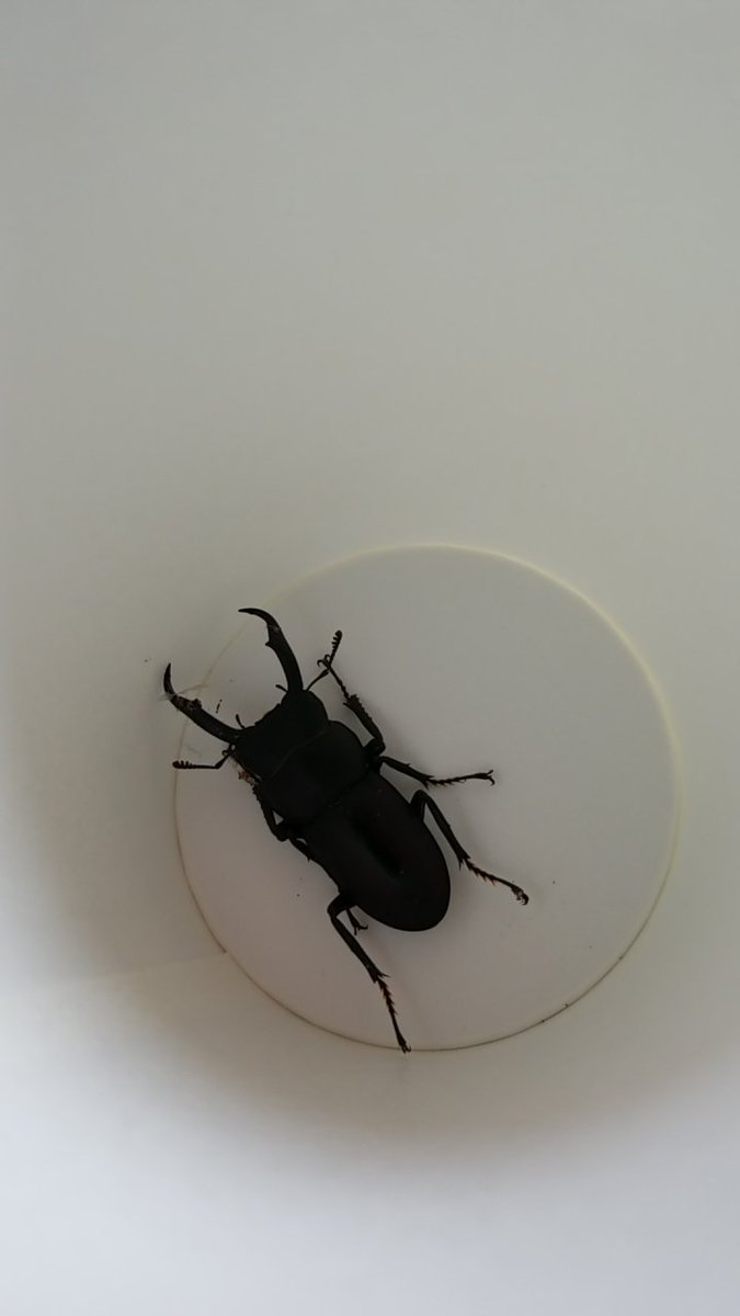 藤本淳 Satogaeru430 Twitter