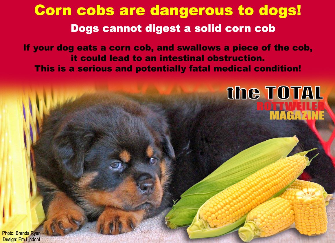 TTRMagazine's tweet photo. It is corn season!
Corn cobs are dangerous to dogs!  
Visit the TTRM Facebook discussion group for more tips
https://t.co/a2utZ8IrqR https://t.co/rWaK7VwKzo