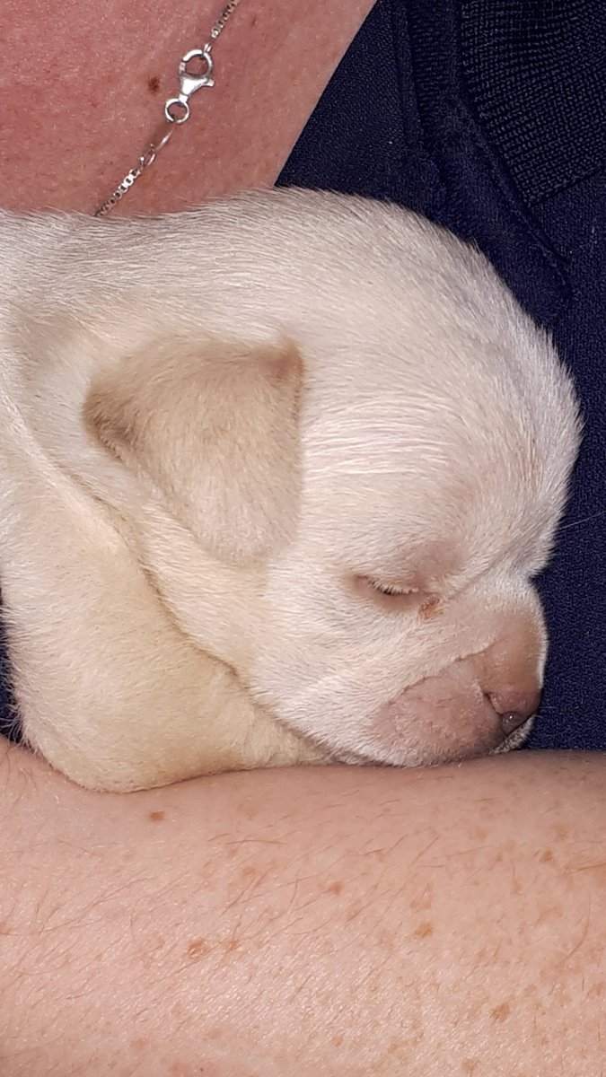 ParrotShu's tweet photo. As if the fires, helping with the evacuees pets, a full time job and all the critters at home weren't enough the hooman takes this 3 week old puppy and his terrified mom to care for?! https://t.co/oOp7rCRbYi