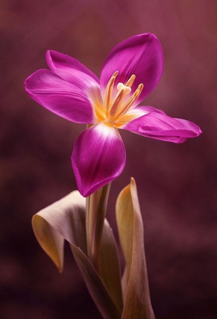 <a href="/vlg_v/">Velaska</a> Thank so much for your beautiful Rose and birthday message.😊🙏💐🎀