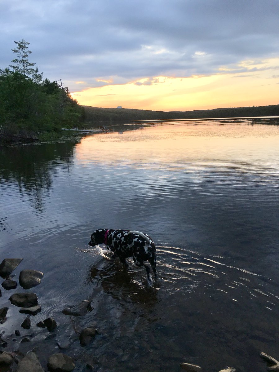 DalSpot's tweet photo. #sunsets #sunsethikes #dalmatian #DogsofTwittter #hikingwithmydog https://t.co/DnzxB6o4QX
