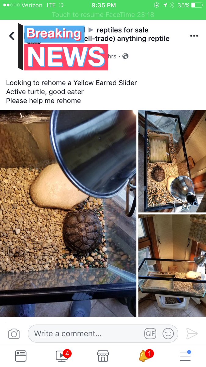 craigslist reptiles for sale