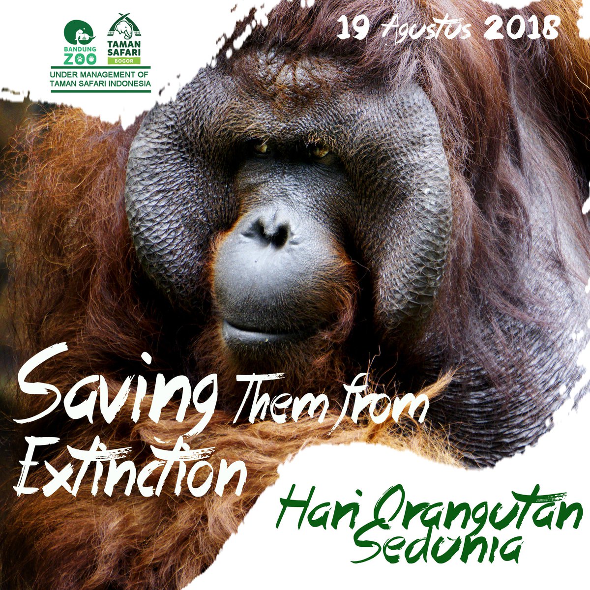 bandung_zoo's tweet image. Sadarkah teman-teman jika keberadaan orangutan semakin mengkhawatirkan dari waktu ke waktu. Pembalakan liar dan pembangunan lahan kelapa sawit yang semakin meluas menyebabkan habitat asli mereka terancam punah. Tak jarang mereka masuk ke pemukiman warga untuk mencari makan,