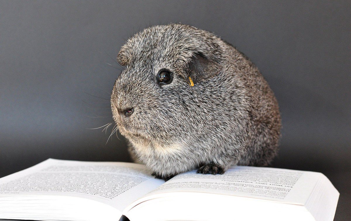 wcl_library's tweet photo. We just love this! And also wonder if @SamuelLJackson would sign up for #SnakesinaLibrary π
'10 Animals Who Have Broken Into the Library' https://t.co/6M6yNcflJE via @ElectricLit https://t.co/CpoV0nL3B9