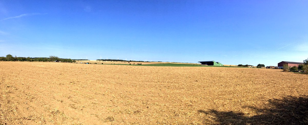 Micke Arana tweet media