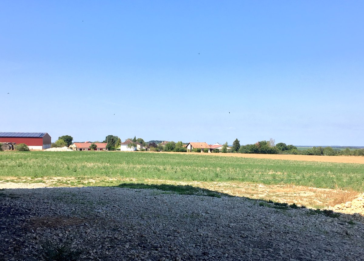 Micke Arana tweet media