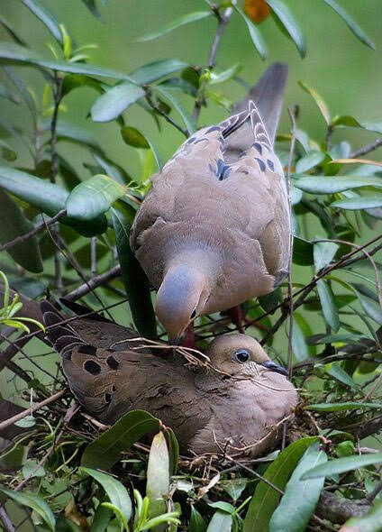 Nikuboruah1's tweet photo. #Peigon #Dove #Birds #Wildlife #Assam #north east #Nature 
       Wonderful.....birds..
              ......... https://t.co/o6GnCklLnA