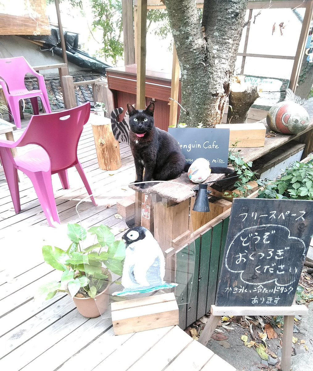 土井卓 さあ今夜も 開店します 夜のペンギンカフェ お待ちしております 尾道イーハトーヴ村 夏店 ペンギンカフェ 夜は 19 21時 9月1日まで毎晩営業 夏季限定出店 猫の細道 猫 ノアール 夏店 ペンギンカフェ 梟の館 尾道イーハトーヴ村