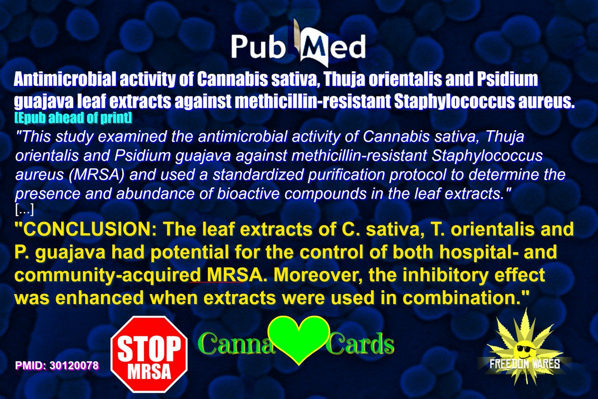 freedomwares.ca/antimicrobial-…
'The leaf extracts of C. sativa, T. orientalis and P. guajava had potential for the control of both hospital- and community-acquired MRSA.'
#AntimicrobialActivity #Cannabis #MethicillinResistantStaphylococcusAureus[#MRSA] #PlantExtracts #SynergisticEffect