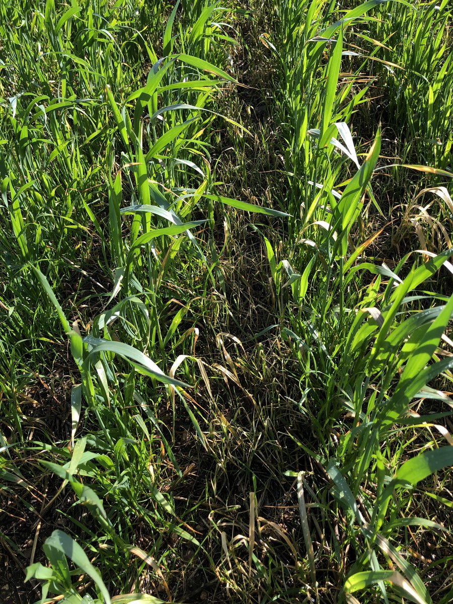 Finally getting some decent weather to get the shielded sprayer out to kill some rye grass #cropstalker