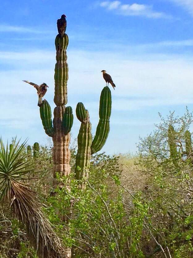 Near <a href="/Todos_Santos/">Todos Santos</a> past week after the rain - <a href="/Baja_Sur/">Baja California Sur</a> at it's best!