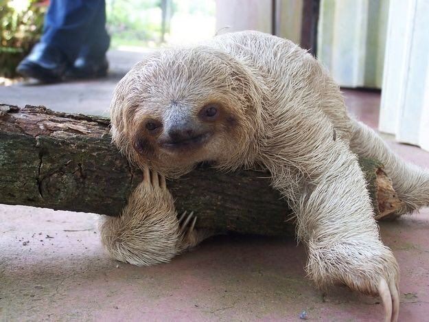 FibroSloth's tweet image. It doesn’t matter how slow you go as long as you never stop. 💚