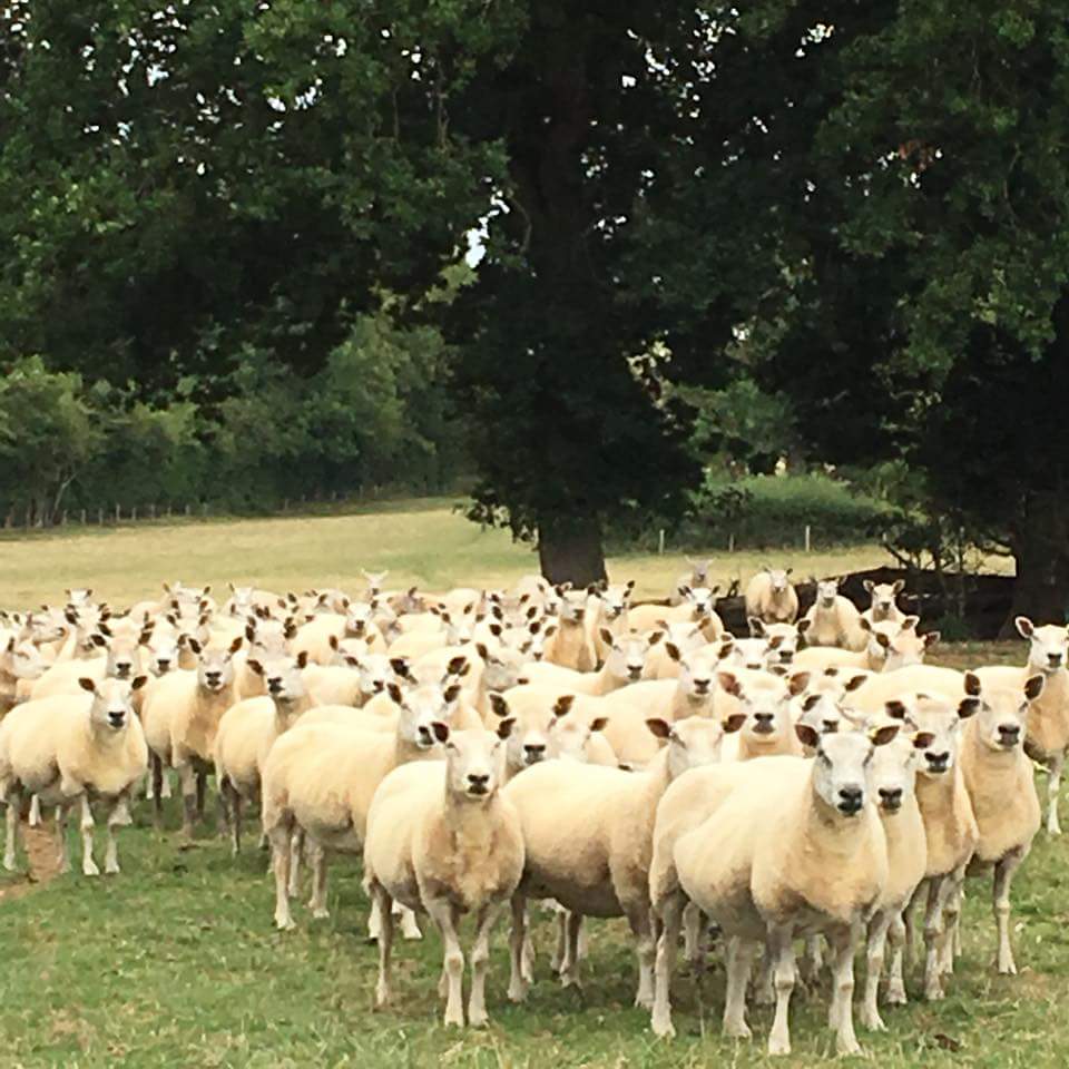 ShootingSocks's tweet photo. Did you know, our Kinnersley Shooting Sock is made from British Wool? And of course designed and knitted in the UK too! 🐑 #Britishwool #shootingsocks #madeinbritain

https://t.co/RjZ5DzjuWU https://t.co/Sn9W8mNA4R