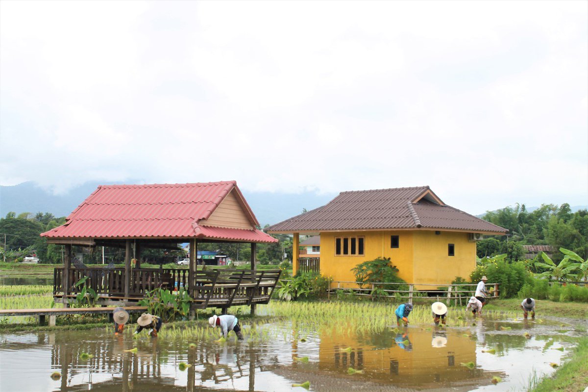 retreat_country's tweet photo. #RiceSeason #Countryside #Farming #Nature #CountryRetreat #MaeRim #ChiangMai #Thailand https://t.co/sxURFUmbJR
