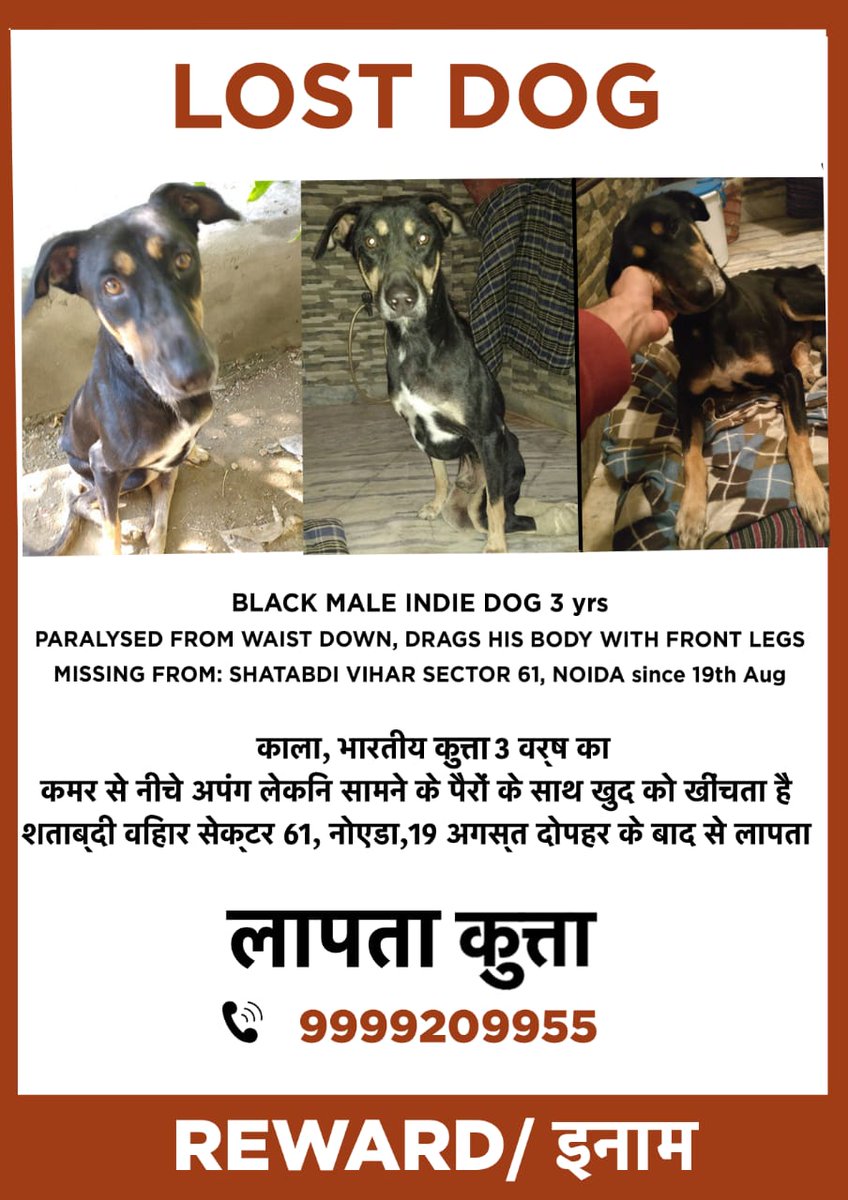 doggiversity's tweet image. Please help us find this dog. RT please. 

#noida #delhincr #dogsofdelhi #dogsofnoida #lostdog