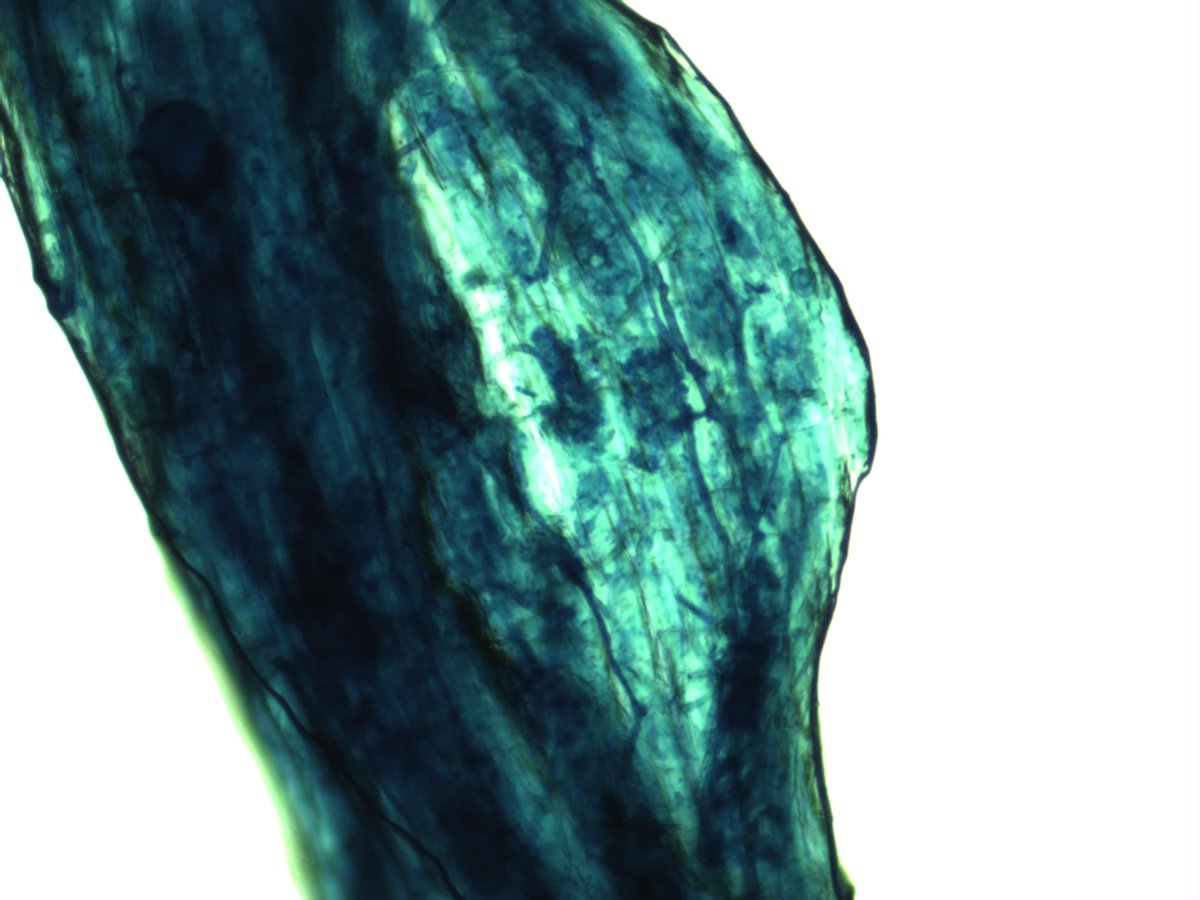 MaxymReva's tweet photo. Arbúsculos, hifas y una espora de la #micorriza #arbuscular dentro de una raíz del #césped tratado con #MYCOGEL (400, 100X). #WeDoBio
#Arbuscules, hyphae and a spore of the arbuscular #mycorrhiza within a #turfgrass root treated with MYCOGEL. #RockYourCrops @KimitecGroup https://t.co/zE5LYVfAkE