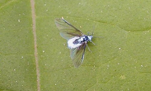 札幌に謎の羽虫すごいんだけど雪虫の雪ないやつとは違うみたいだし 北区ほんとやばい 綿はないが 雪虫だよね 8月なのに 駆除できないの Togetter