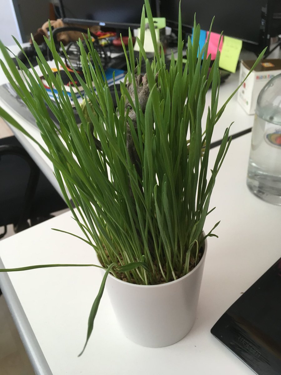 Hiding in the bushes.... t-1d. #CodenameKartoffel <a href="/MimimiProd/">Shadow Gambit: The Cursed Crew 💀 Mimimi Games</a>