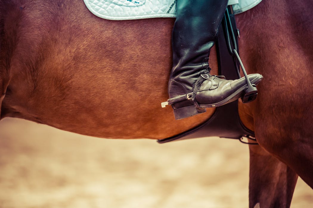 Redmond Equine tweet media