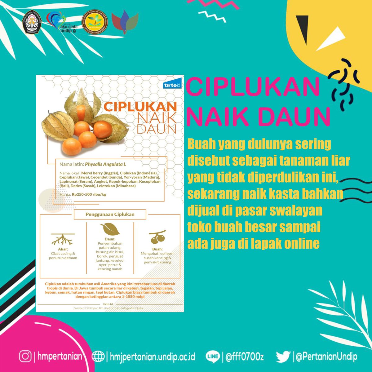 PertanianUNDIP's tweet photo. Hallo Petani Muda!

Agroeducate datang bersama Ciplukan yang sedang naik daun
Rasanya  kecut-manis, berwarna hijau-kuning, dan dibungkus kulit tipis. Selengkapnya cek di https://t.co/z90yh7R24j

#KaryaBerarti https://t.co/sQ96BTCv9C
