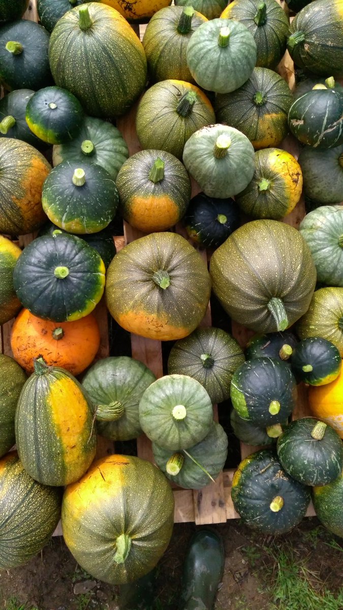 Todays squash harvest was plentyfull! #squash #pumpkin