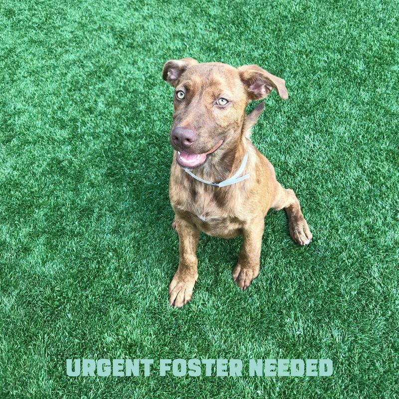 URGENT FOSTER NEEDED: This is Princess (A1039501). She needs a second-second chance as she was adopted from DAS but was returned shortly after. Princess loves attention, and has been kenneled with other dogs. If you’d like to foster, apply here: buff.ly/2vPH650