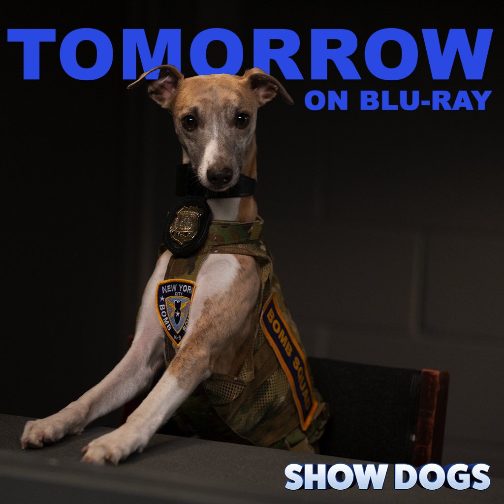 STOP IN THE NAME OF THE PAW!! #ShowDogs is available on Blu-ray TOMORROW! 
uni.pictures/ShowDogs