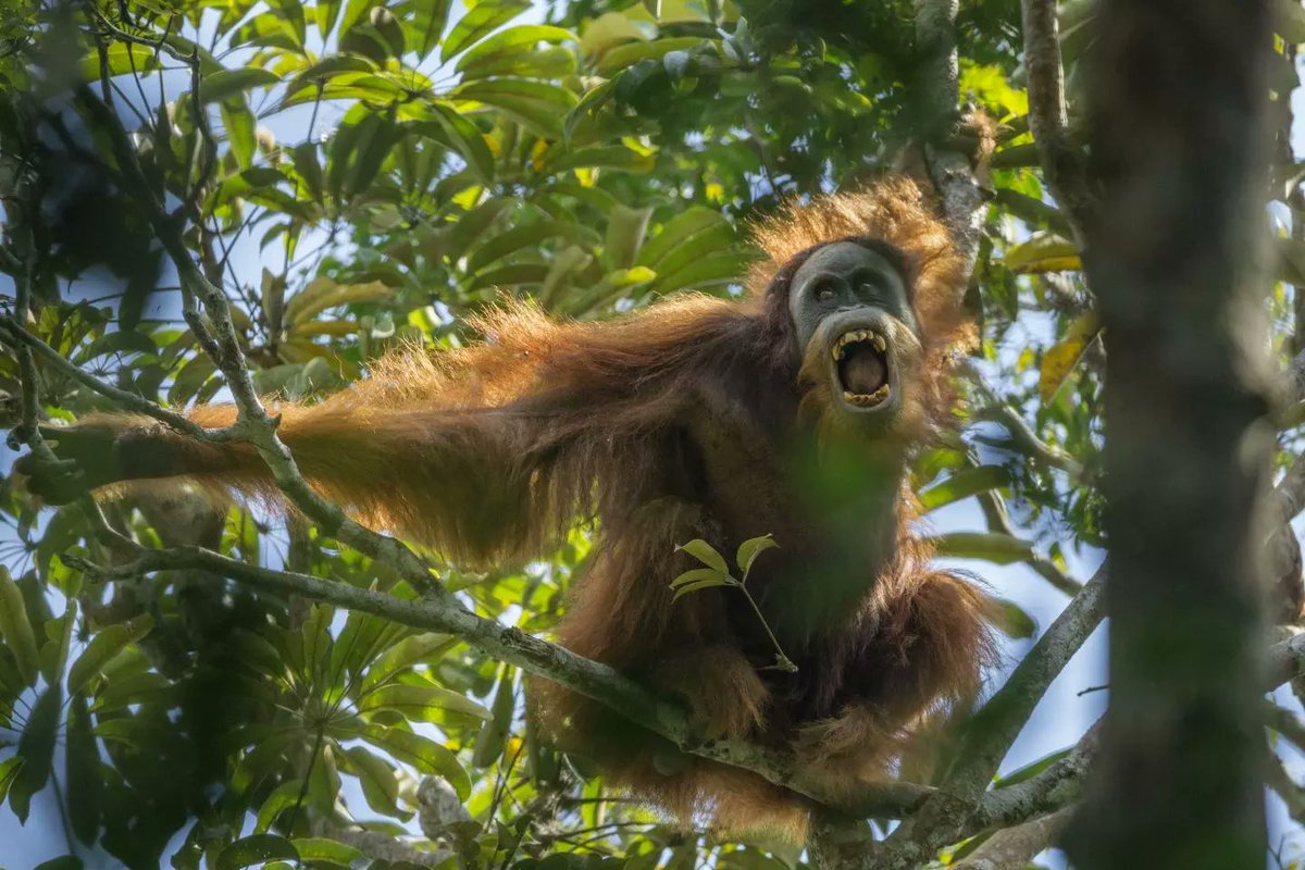 BiologistDan's tweet photo. There are only 800 Tapanuli #Orangutan left on Sumatra. #China wants to build a dam in their valley. The Tapanuli WILL go extinct. In addition the rare Sumatra Tigers calls this forest home. RT to tell China to Stop the project https://t.co/uoW3GIE4ji