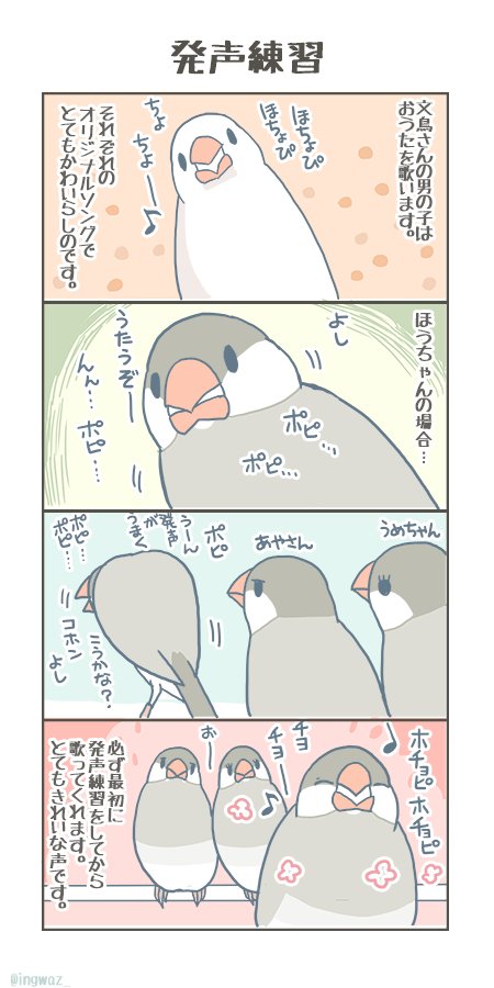 文鳥の男の子の発声練習。

#buncho #javasparrow #文鳥 