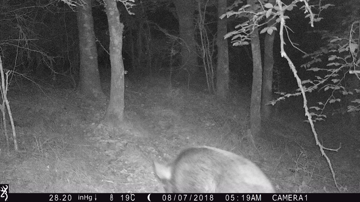 JAulesti's tweet photo. Azken asteko uzta. Orkatz eta basurdeak

Cosecha de la última semana. Corzo macho y jabalís.

#fototrampeo #wildboars #roedeer 
#wildwatching https://t.co/oExE8gUq2F