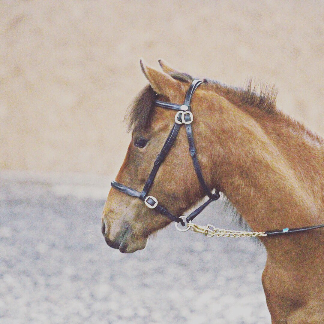 PonySkyros's tweet photo. Look at these beautiful photos ❤️ Stunning wee girl! #equestrian #teamskyrian #skyrospony #endangered #rarebreed #foreign #greek #scotland https://t.co/91somfkYDA