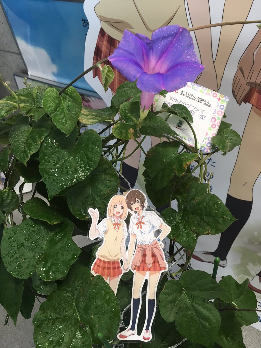 ゼクシズ公式 あさがおが咲いたよ ササユリカフェ Sasayuricafe の あさがおと加瀬さん 青春のきらめき 背景と原画展 のお祝いのお花だった 朝顔 が本日咲きました 嬉しい Asagao Anime ゼクシズ公式 あさがおが咲いたよ ササユリカフェ Sasayuricafe の あさがおと加瀬さん 青春のきらめき 背景と原画展 のお祝いのお花だった 朝顔 が本日咲きました 嬉しい Asagao Anime