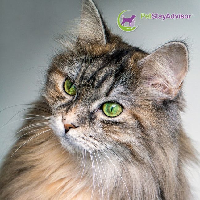 The eyes are the window to the soul...and what a beautiful soul! <3 #Mondaymotivation #cats #kitties #love #beautiful