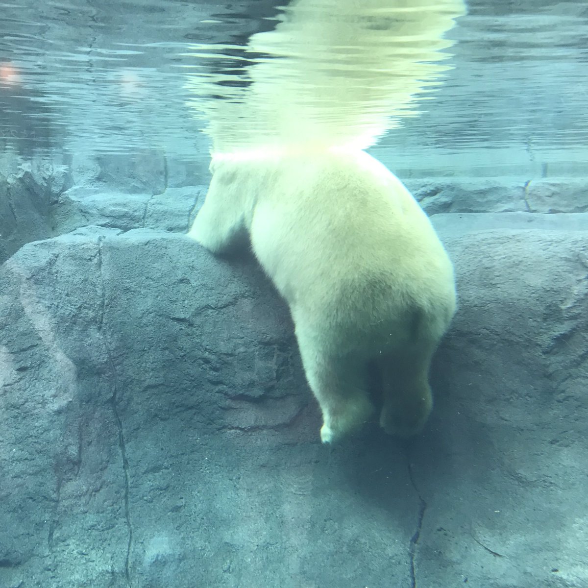 しろくまのおしりです どうぶつえん最高でした ツイナビ