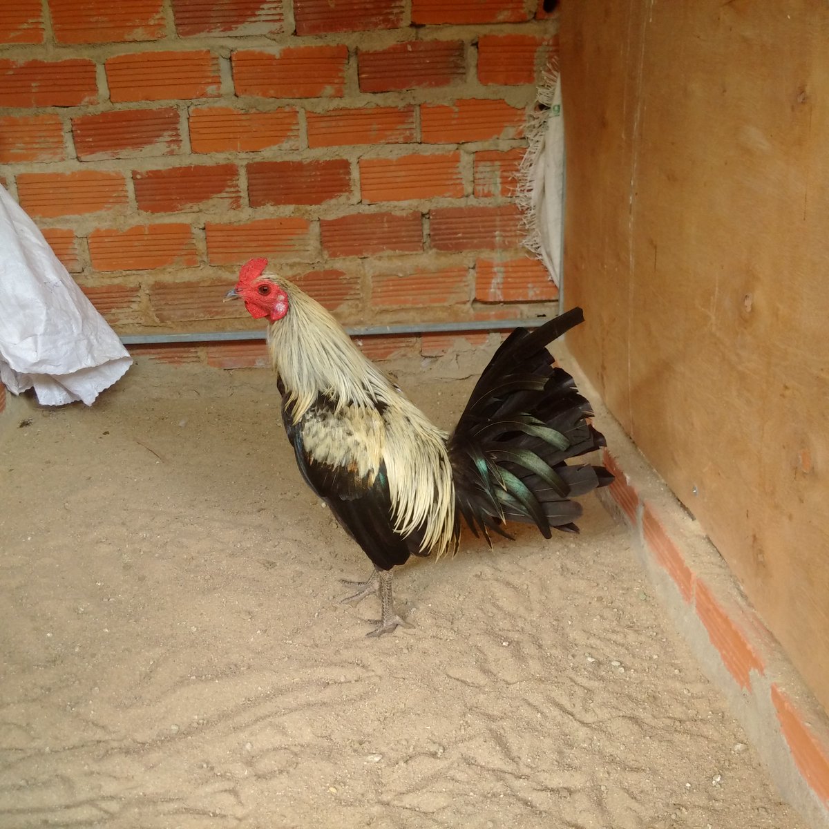 Gà đá Gia Kiệm. Cung cấp gà đá tiền uy tín chất lượng. - 18