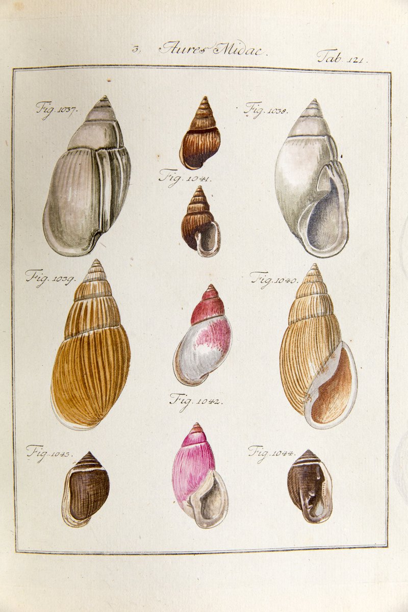 ZSLLibrary's tweet photo. Continuing our #Partula theme this week, here you can see Partula faba in figure 1041 in this plate from 'Neues systematisches Conchylien-Cabinet' by Martini & Chemnitz (1768-1829). Read the full blog: https://t.co/tFcBp14qy2 https://t.co/HA382v7mRt