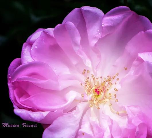 enchanteme's tweet photo. #ENCHANTÉ Sign up to ENCHANTÉ newsletter, an invitation to fall in love with life. #Précieuses
✿ https://t.co/9sDn5tFqod

#treasure #power #love #passion #perseverance #concentration #excitement #will #desire #endurance #possibilities #beauty #values #courage #energy #enthusiasm https://t.co/rm1JYLxQBY